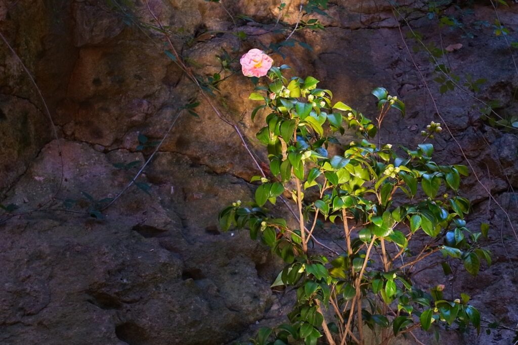 Camellia Japonica