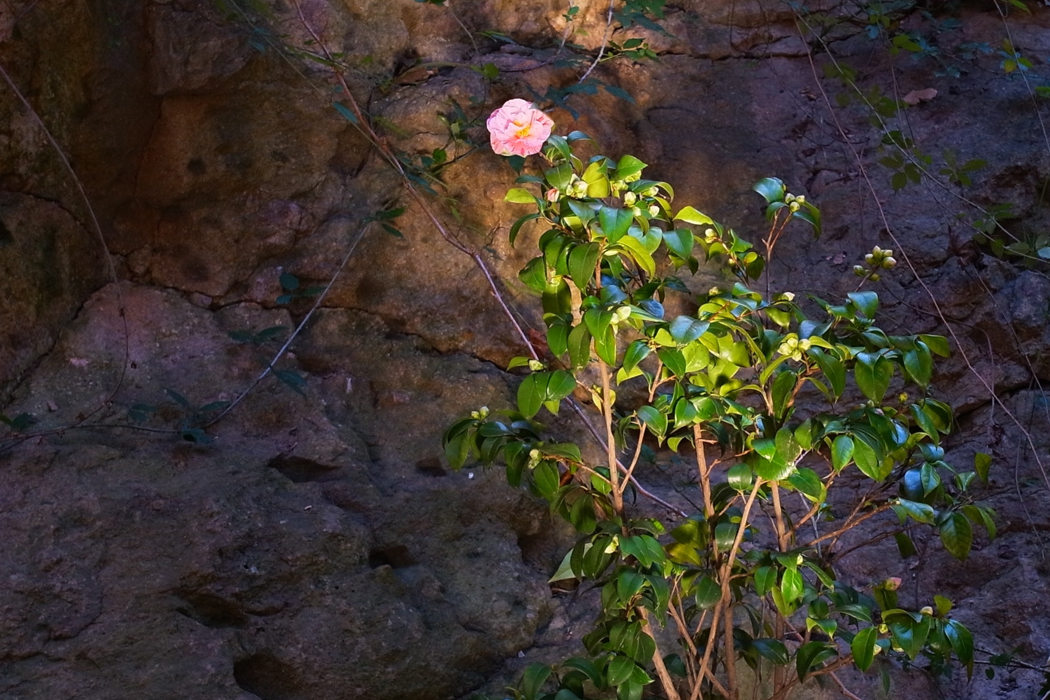 aerodinamica_camellia_japonica_rosa_full_flowering